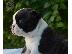 PoulaTo: Όμορφα κουτάβια boston terrier